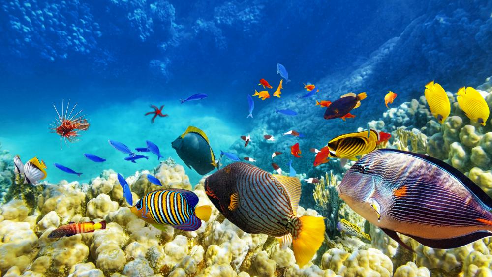 Colorful fishes wallpaper