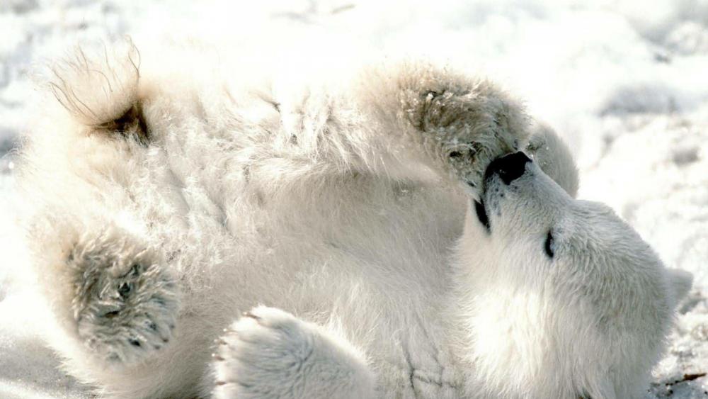 Polar bear cub wallpaper