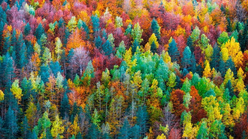 Colorful fall forest wallpaper