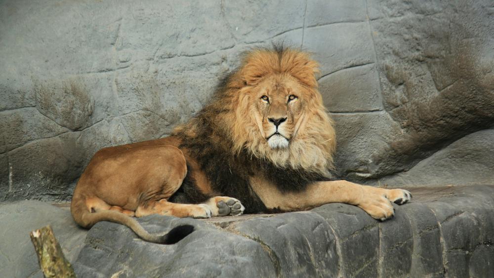 Lion in Zoo wallpaper