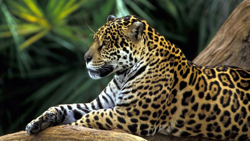 Beautiful rainforest jaguar wallpaper