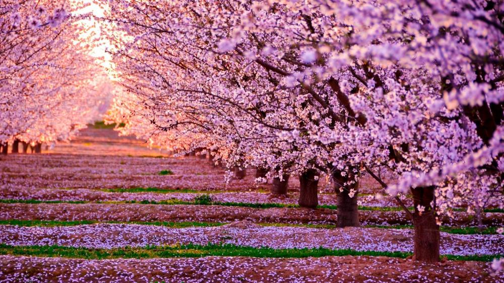 Beautiful cherry blossom wallpaper