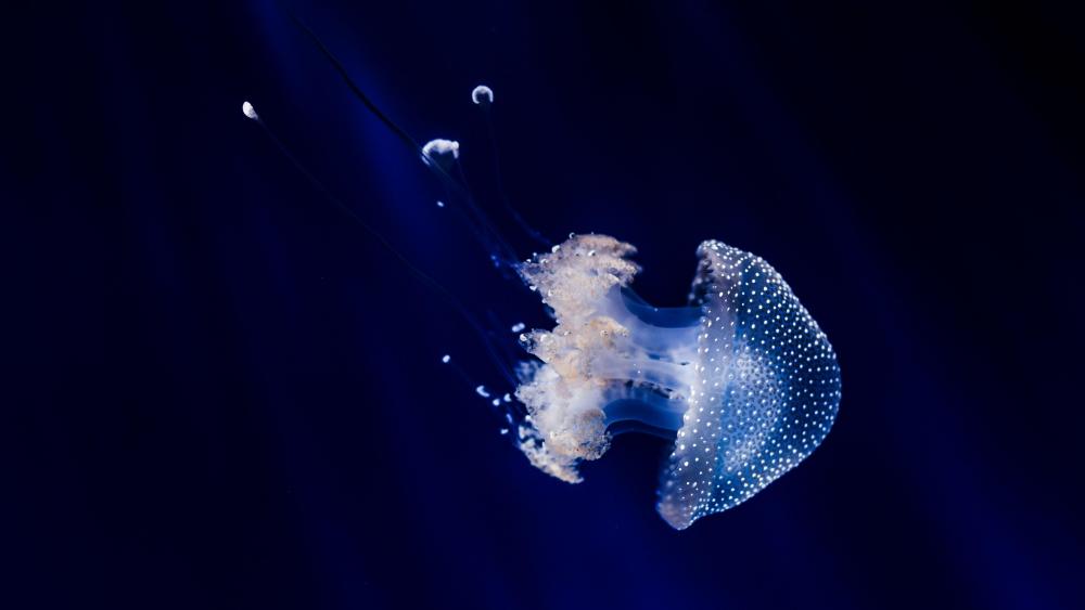 Blue jellyfish wallpaper