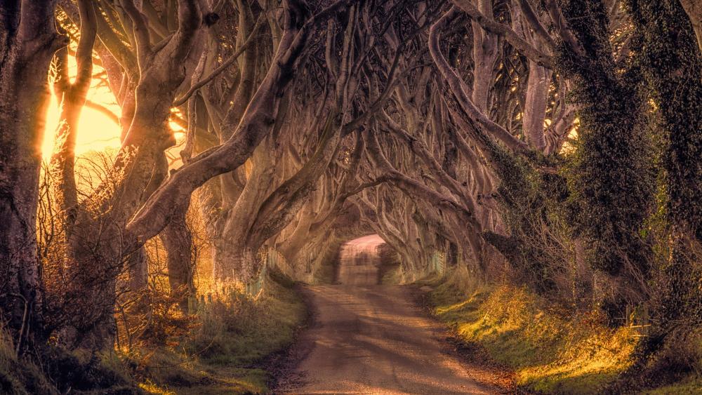 The Dark Hedges - Ballymoney, Northern Ireland wallpaper