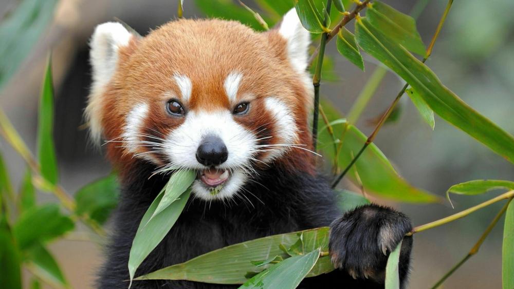 Cute Red Panda eating bamboo - backiee