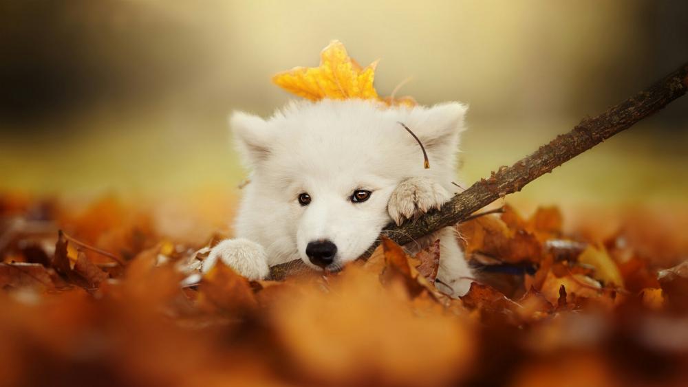 Samoyed dog wallpaper