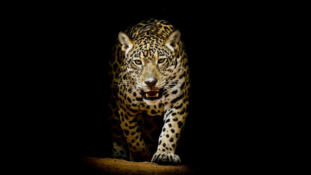 Leopard in the dark wallpaper