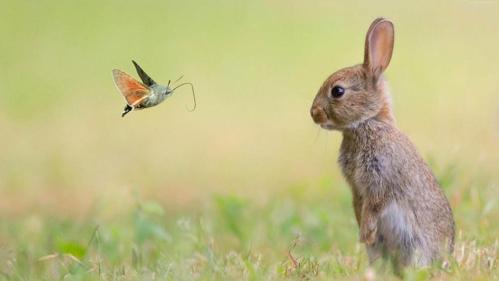 Rabbit meets with a butterfly wallpaper