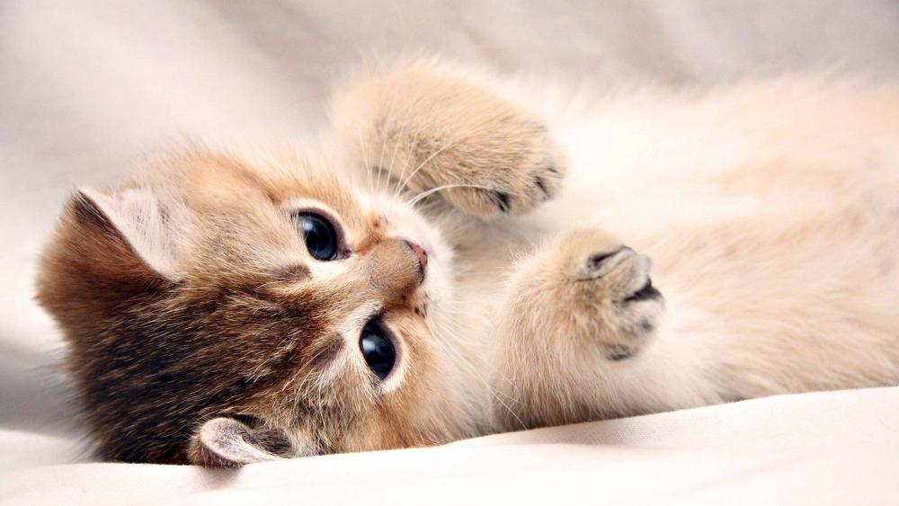 Cute kitten - backiee