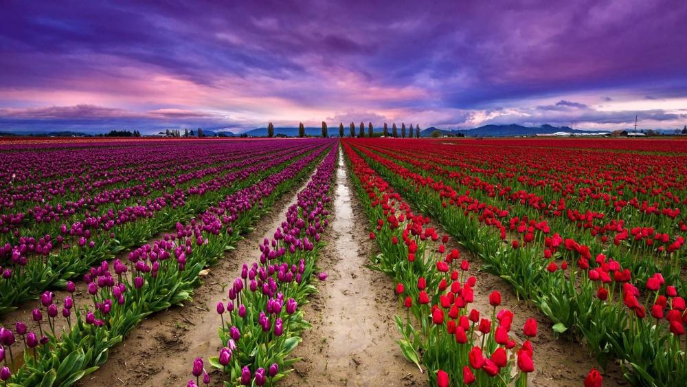 Keukenhof tulip farm wallpaper