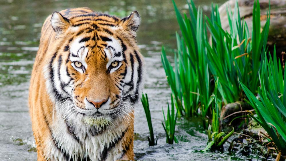 Bengal tiger in the water wallpaper