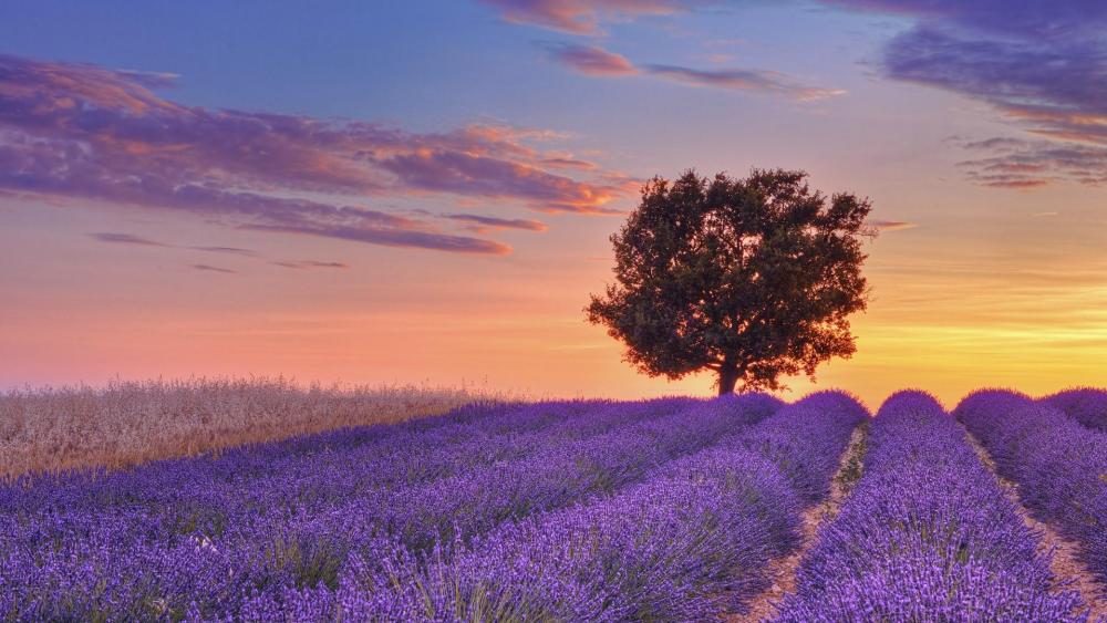 Provance lavender field at dawn wallpaper