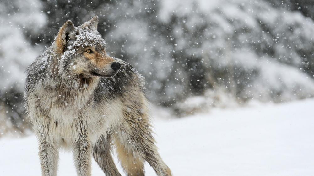 Winter wolf photo wallpaper