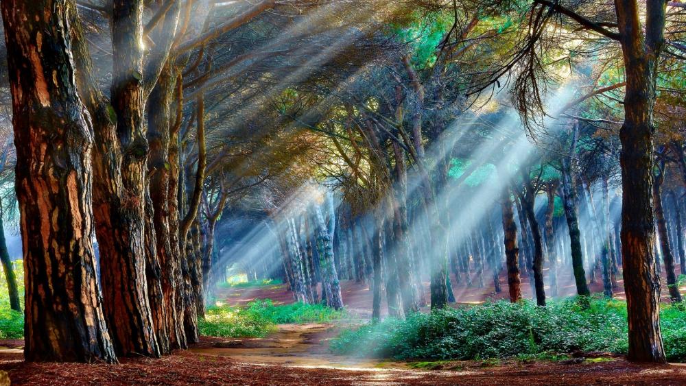 Mystical forest wallpaper