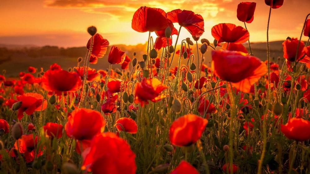 Poppy field in the summer sunset wallpaper