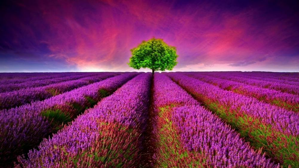 Lone tree in the lavender field wallpaper