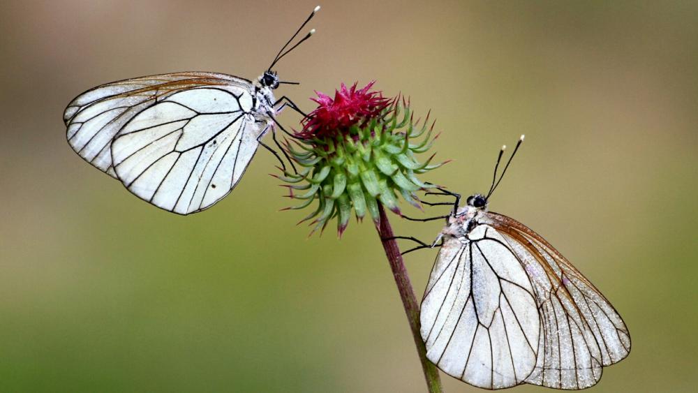 Two butterfly romance wallpaper