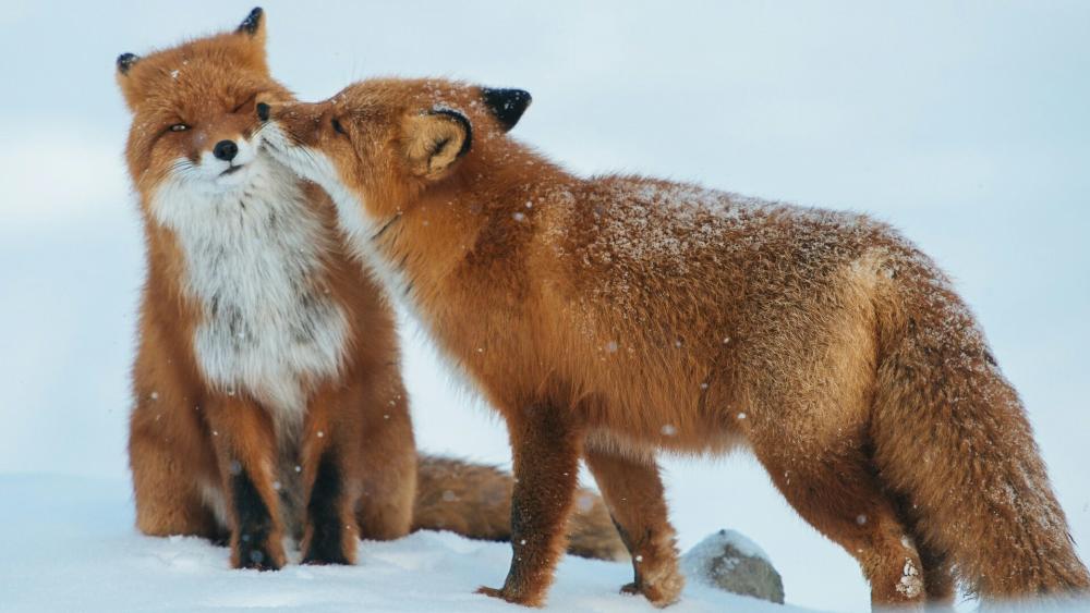 Fox kiss wallpaper