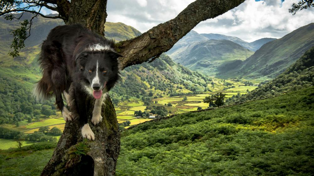 Border Collie tree climbing wallpaper