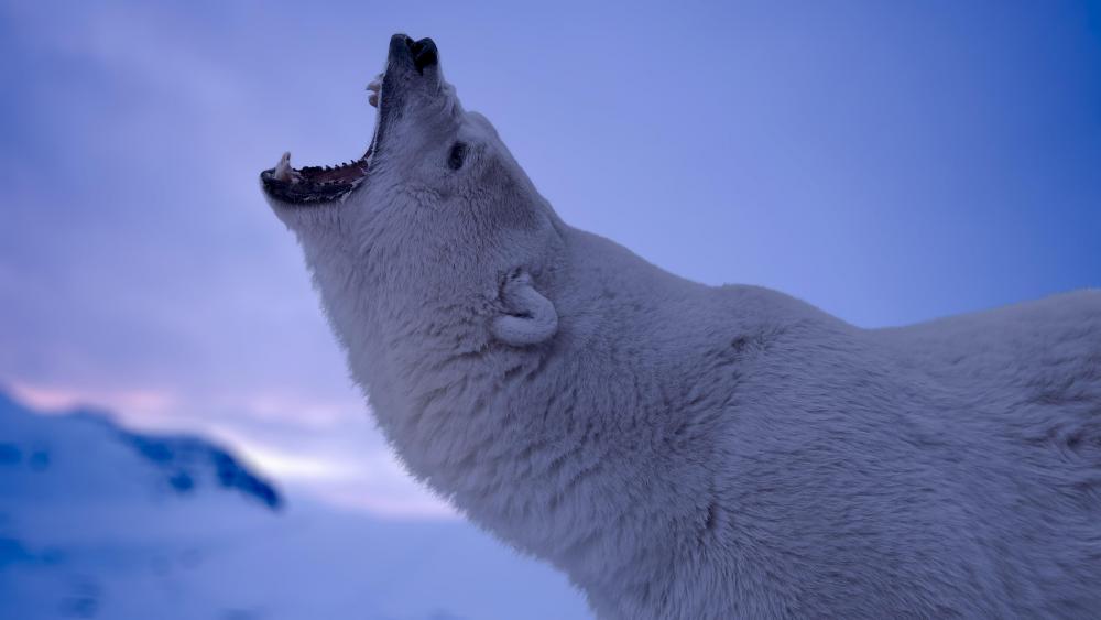 Polar bear roar wallpaper