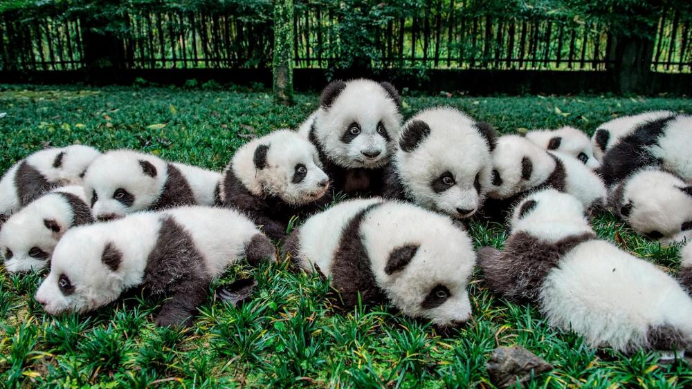 Cute panda babies wallpaper