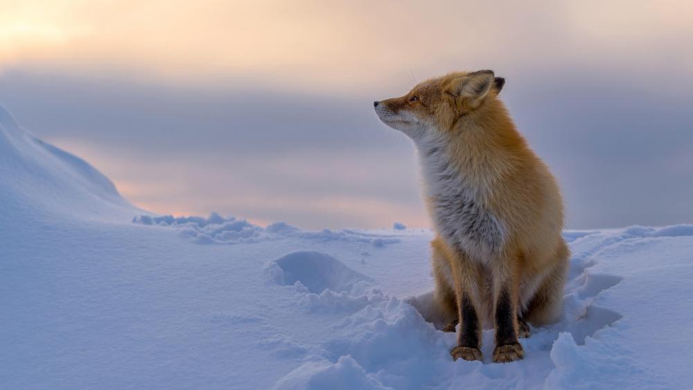 Beautiful red fox in the snow wallpaper