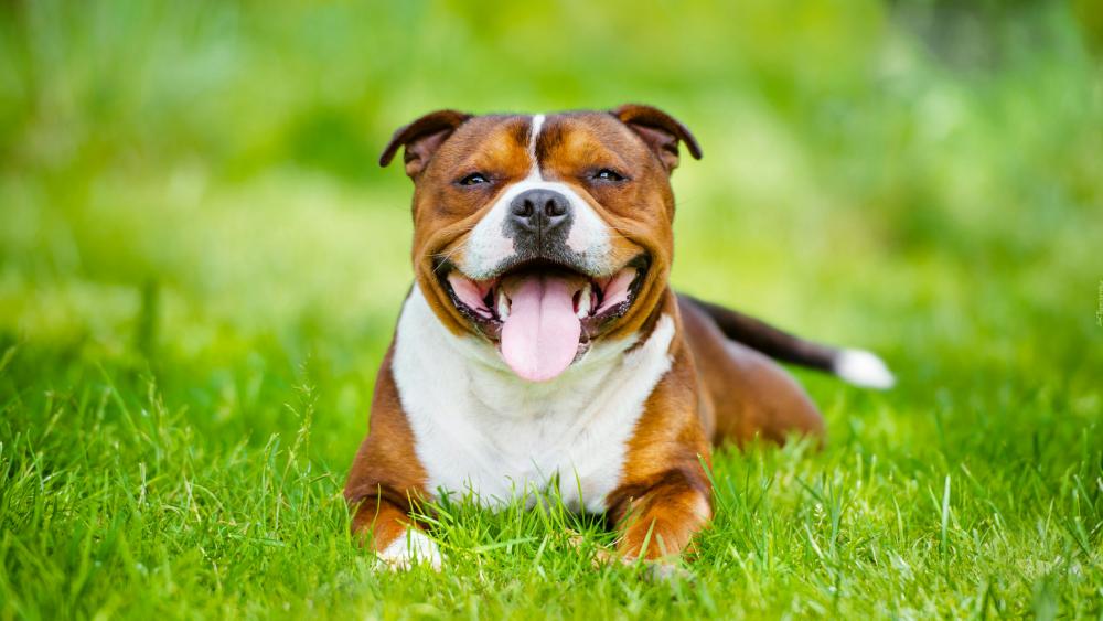 Staffordshire Bull Terrier wallpaper - backiee