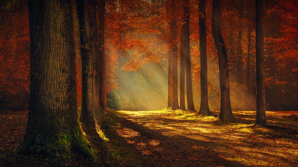 Sunlight through the autumn forest wallpaper