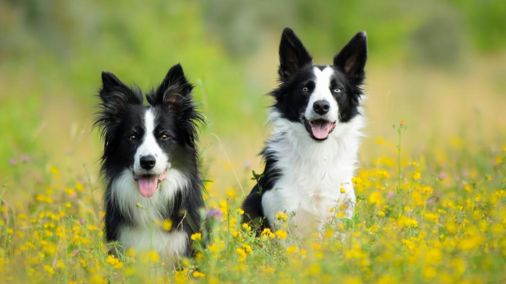 Two border Collie dogs wallpaper