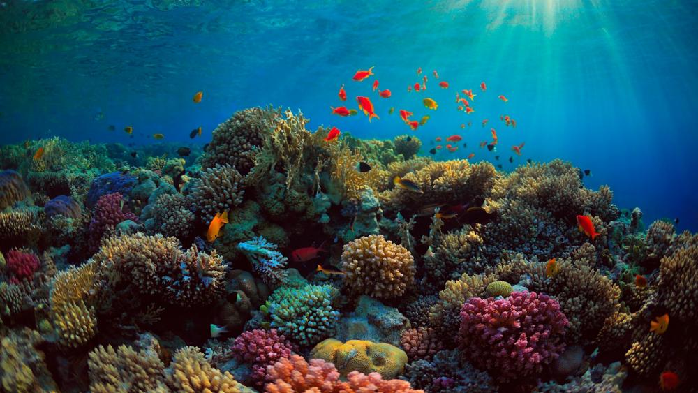 Amazing coral reef wallpaper