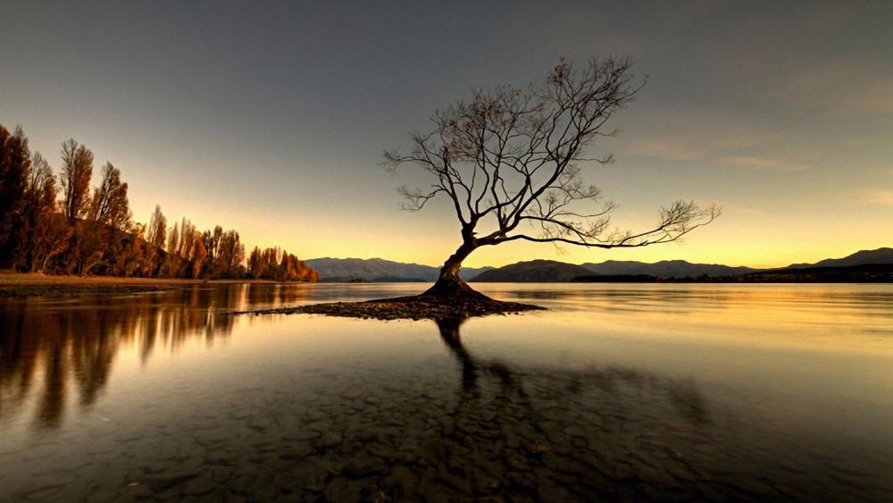 Lake Wanaka lone tree wallpaper