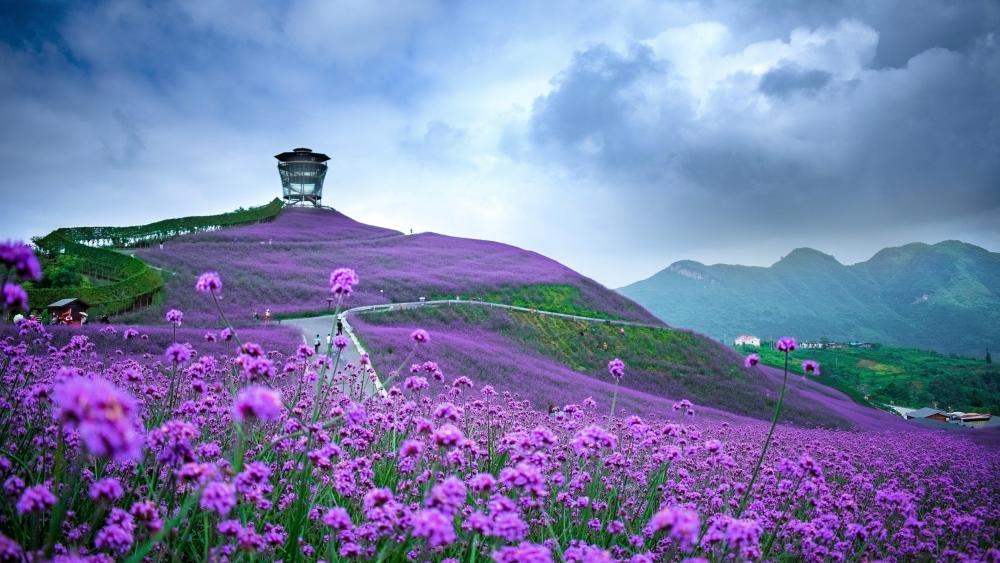Verbena field (Tongzi, Guizhou Province, China) wallpaper