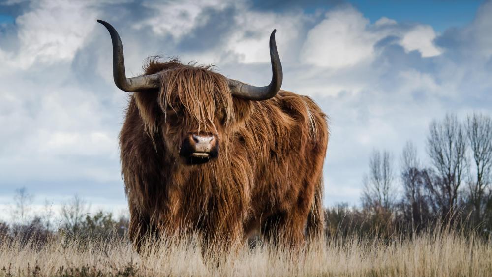 Scottish Highland Cattle wallpaper