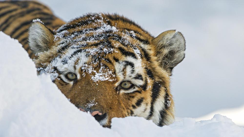Tiger in snow wallpaper