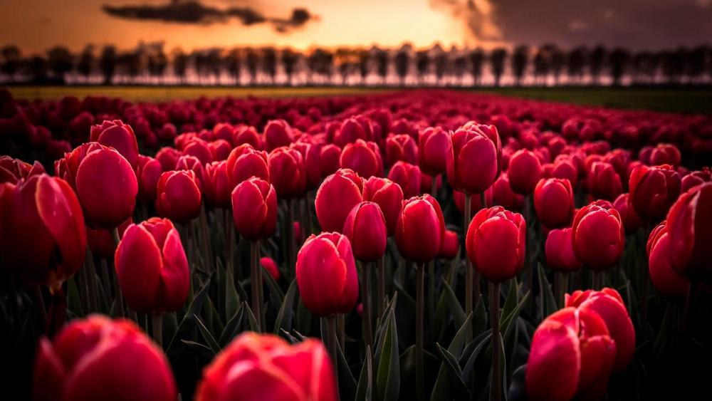 Red tulips wallpaper