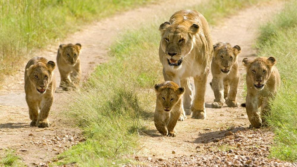 Lion family wallpaper