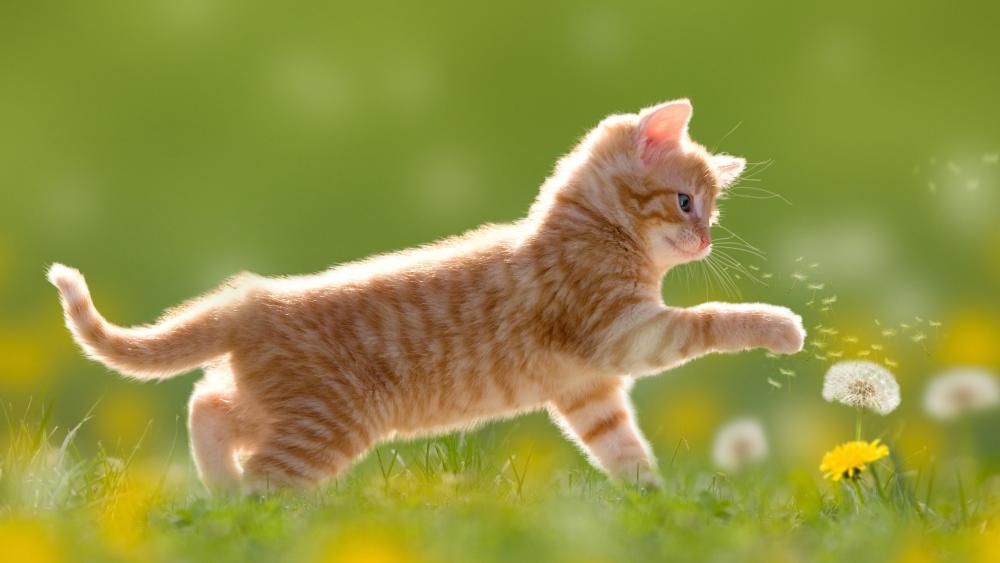 Cute kitten playing with a dandelion flower wallpaper