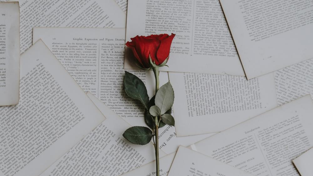 Red rose on book pages wallpaper