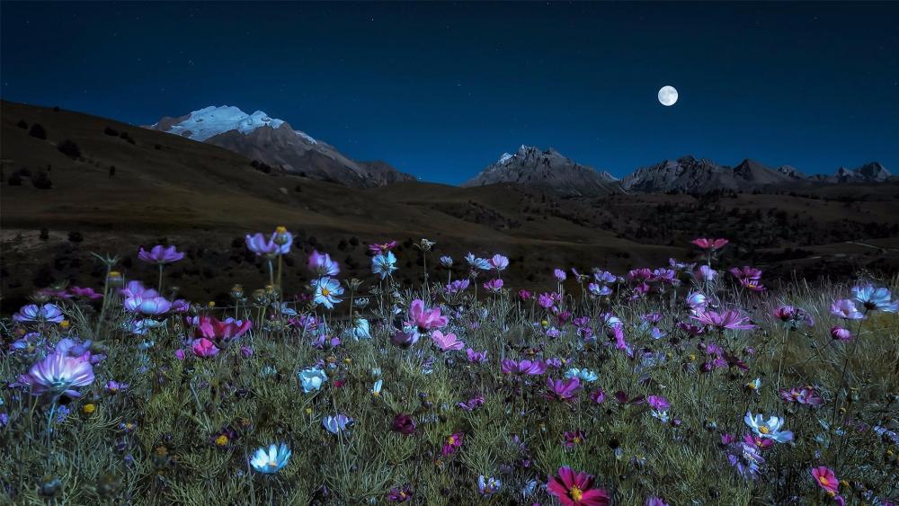 Huge field of Cosmos Flowers in the Moonlight wallpaper