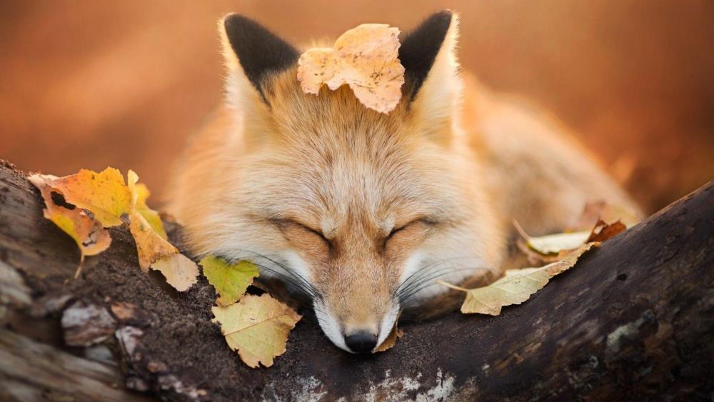 Fox sleeps in the autumn leaves wallpaper