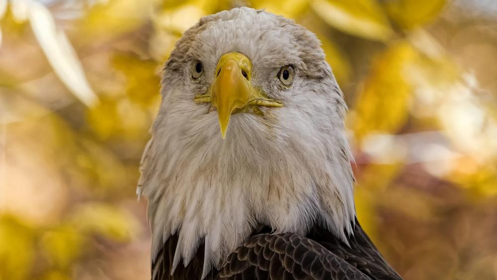 Bald Eagle White Head - Backiee