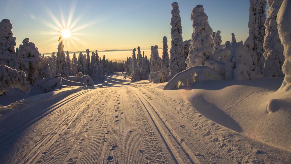 Lapland winter wonderland wallpaper