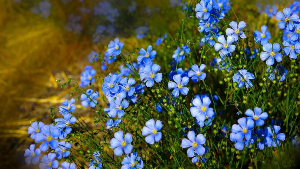 Roadside blue flowers wallpaper
