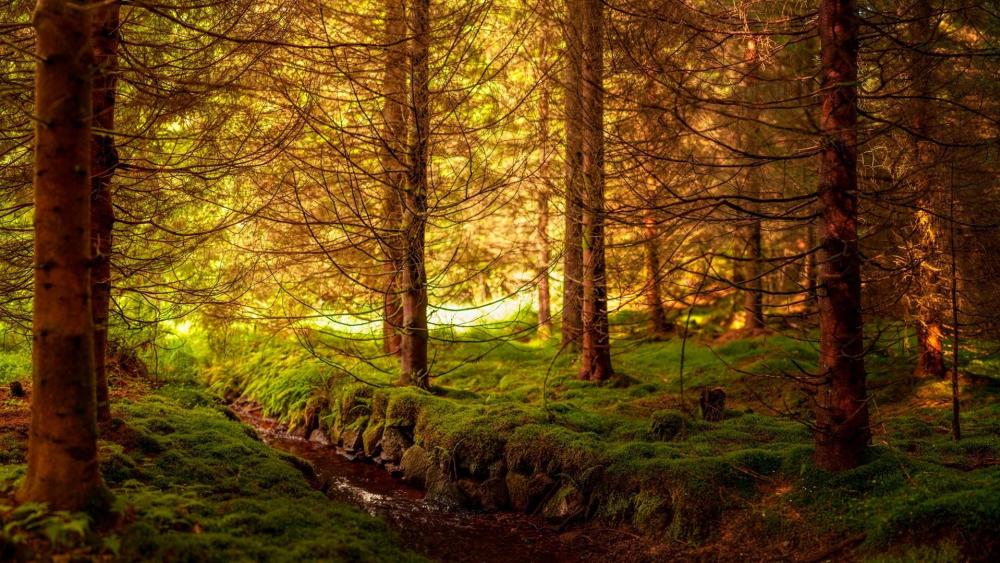 Mossy forest creek wallpaper