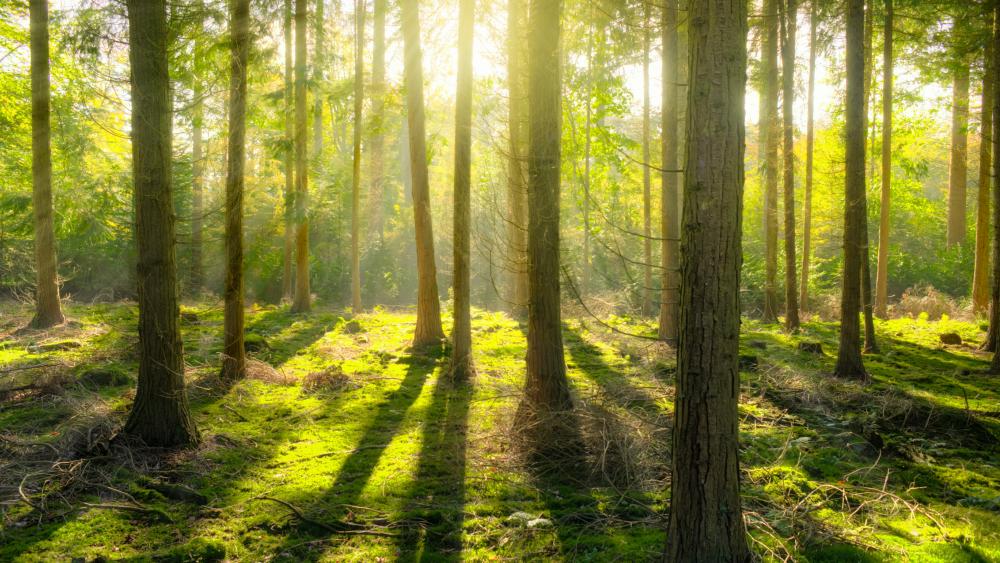 Sunlight in the forest wallpaper