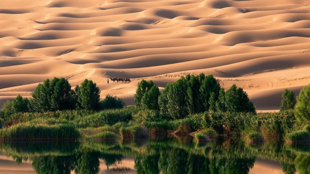 Desert oasis wallpaper
