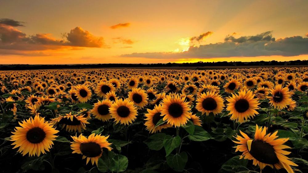 Sunflower  field wallpaper