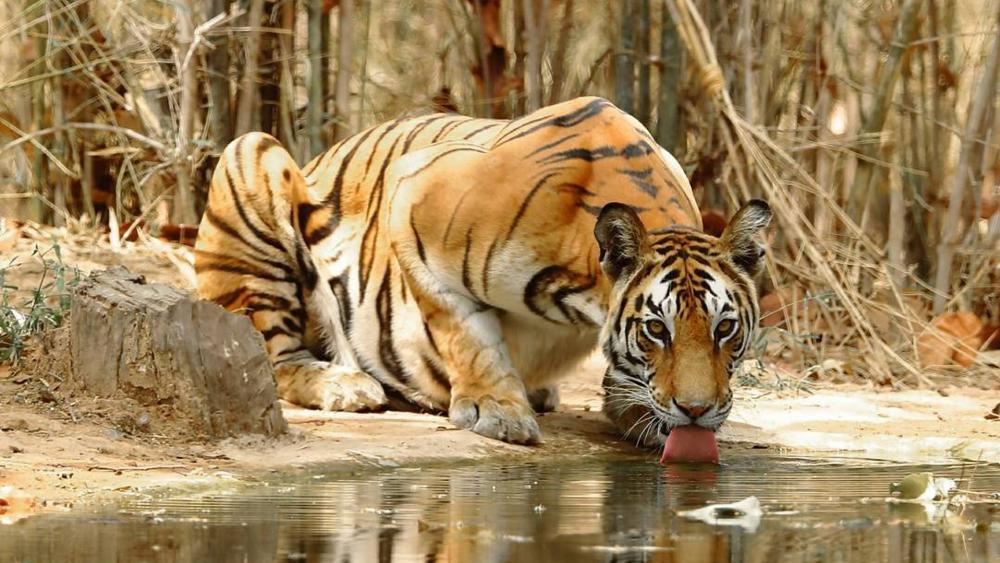 Bengal tiger wallpaper