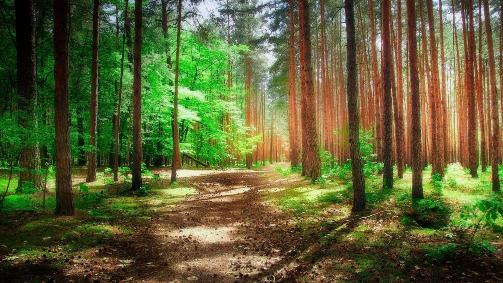 Sunshine in the woods wallpaper