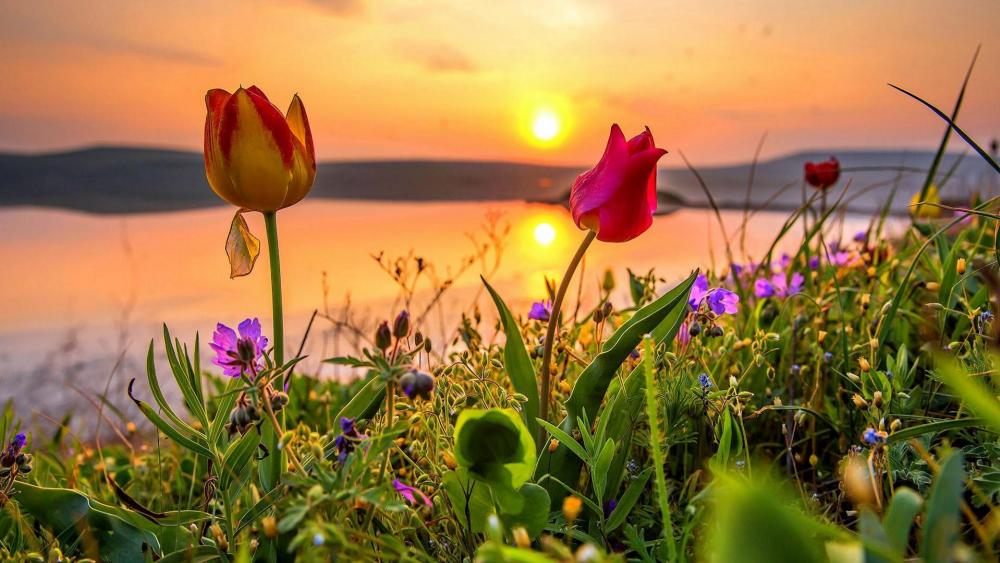 Nature of Crimea - Flowering wild tulips at sunset wallpaper